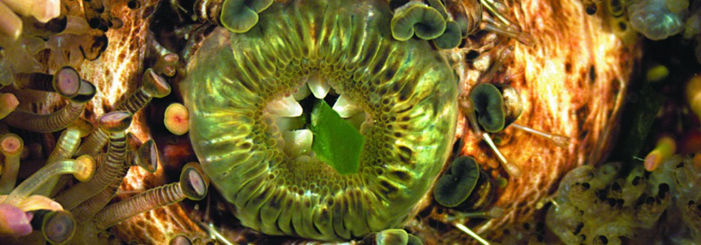 Sea urchin eating seaweed