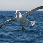 The wandering albatross is the posterchild of Lévy walk research and roams the skies in the way that Paul Lévy, after whom Lévy walks are named, would have appreciated.