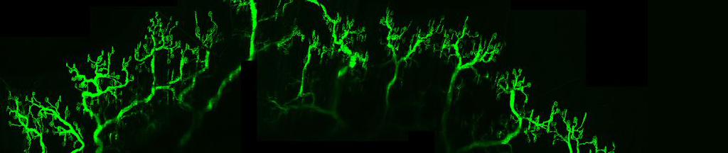 banner_neurobiology