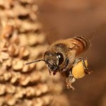 Honeybees use Lévy flights to locate new food sources.