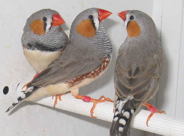 Zebra finches