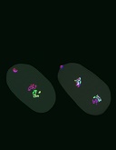 Inheritance and transmission of H3K27me3 in C. elegans.  The 1-cell embryo (left) shows H3K27me3 (green) inherited on the sperm chromosomes but not on the oocyte chromosomes (pink) contributed by a PRC2 mutant mother.  The 2-cell embryo (right) shows transmission of H3K27me3 on the sperm-derived chromosomes in each nucleus.