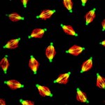 Nuclear proteins reorganize during mitosis to form a spindle matrix (red; Skeletor) that contributes to the formation and function of the microtubule spindle (green; tubulin). Image provided by Kristen Johansen and Jorgen Johansen.