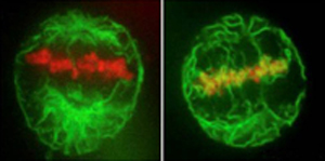 Two images of mitotic cells expressing CFP-histone and GFP-Sec61b to label ER. The cell on the right has been depleted of a putative NE membrane-MT linker protein (REEP3/4) and the membrane associates aberrantly with the chromatin. Image provided by Rebecca Heald.