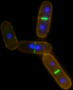 Cell division in fission yeast - Cell walls are stained with TRITC-lectin, chromatin with Hoescht 33342 while Cdc15.GFP marks the cytokinetic contractile actin rings of these living cells. Credit: Dr. Victor Alvarez-Tallada, Universidad Pablo de Olavide/CSIC, Sevilla.