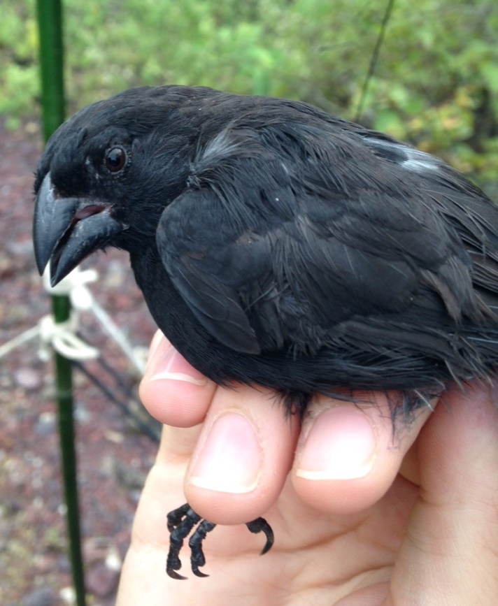 One of the species of Darwin's Finches studied by Danielle, who received a Travelling Fellowship from the Journal of Experimental Biology