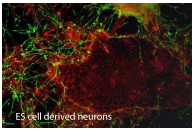 ES cell derived neurons