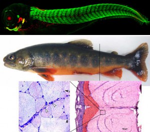 Image 1 – Nuclear Mef2 promotes myosin sarcomere formation Image 2– (bottom 2 images) - Arctic charr muscle fibres