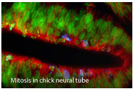 Mitosis in chick neural tube