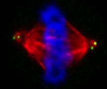Normal mitosis in a lymphocyte. Microtubules are red, centriole pairs are green and DNA is blue. Scale bar is 5 micrometer.