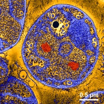 Thin section of Gemmata obscuriglobus with numerous membrane-limited areas. 'Riboplasma' (yellow), 'Paryphoplasma' (blue), DNA (red), polyphosphate inclusion (black), modified from Santarella-Mellwig R et al., PloS Biol (2013) 11: e1001565. Image credits: Rachel Santarella (EMBL, Heidelberg, electron microscopy) and Harald Engelhardt (MPI, Martinsried) for false coloring.