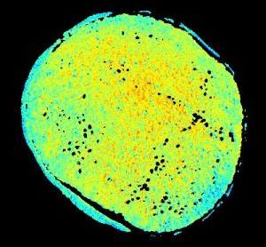 ATP FRET signals at different times after blocking oxidative phosphorylation in a growing wing disc of Drosophila. 