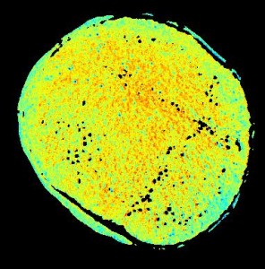 ATP FRET signals at different times after blocking oxidative phosphorylation in a growing wing disc of Dropsophila. 