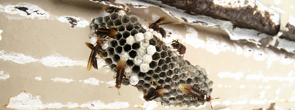 Polistes Wasps