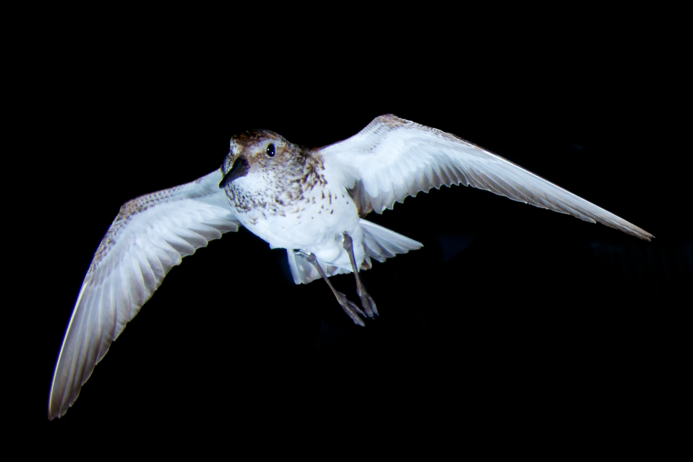 A western sandpiper flying in the AFAR wind tunnel. Photo credit: B. Fenton.