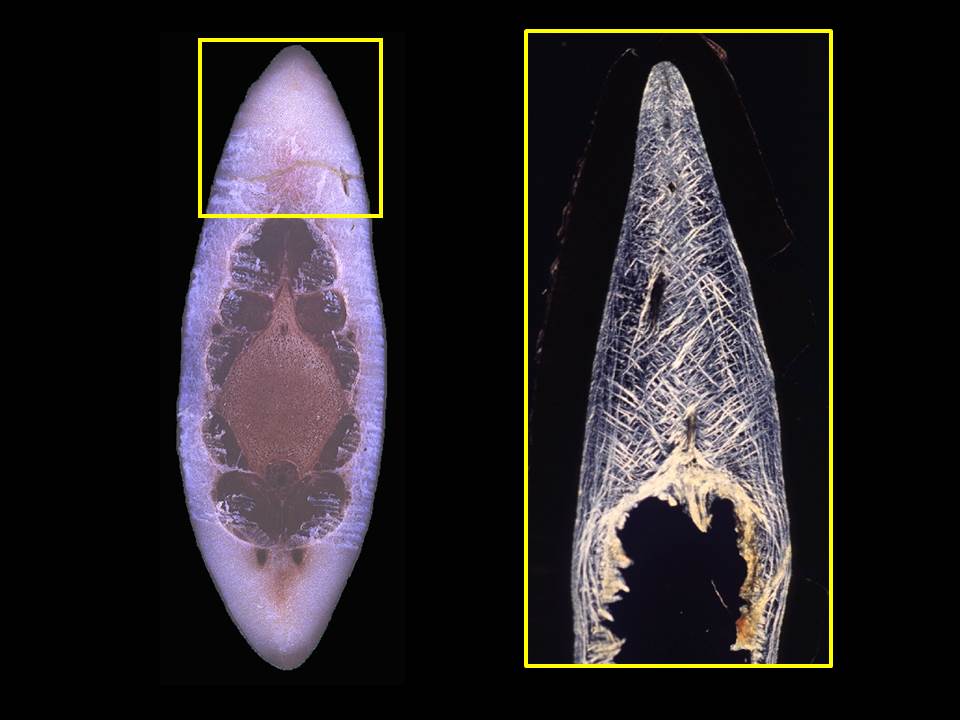 Caption: Cetacean blubber is a biocomposite formed by adipocytes and structural fibers. (A) Cross-section through the tailstock of a bottlenose dolphin (Tursiops truncatus) illustrating the hydrodynamic dorsal and ventral blubber keels. (B) Polarized light image of the dorsal keel of a harbor porpoise (Phocoena phocoena) illustrating the birefringent, collagenous structural fibers that reinforce this blubber. Photo credit: Pabst Research Lab.