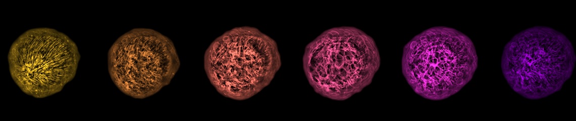Row of colourful cells, ranging from yellow to purple: regenerating Hydra spheroid expressing Lifeact-GFP in the ectoderm.