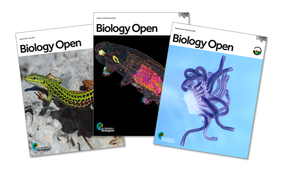 Three overlapping issues of the journal Biology Open displayed at slight angles. The left cover shows a green and brown lizard on rocky terrain. The centre cover features a close-up of a salamander with brightly coloured fluorescent patterns on a black background. The right cover displays a translucent, purple-tinted marine organism with multiple curling appendages against a pale blue background.