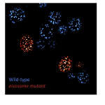 Fluorescence micrograph showing blue wild-type eisosomes and red eisosome mutants as clustered puncta on black background