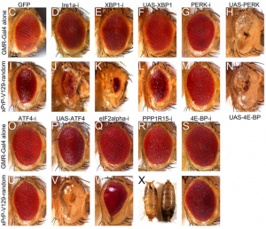 A gallery of fruit fly eyes viewed under a microscope