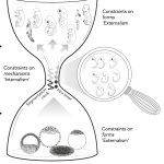 Hourglass diagram of embryonic development, with internal constraints at mid-stage and external effects on early forms.