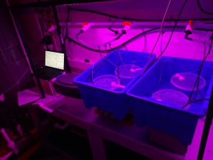 Experimental flux chambers set up in a dark room with various pipes going in and out of the chambers.