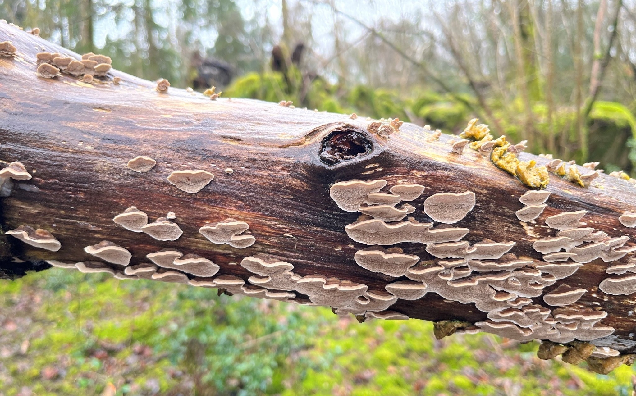 Fungi on a tree trunk