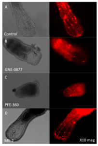 Transgenic animals expressing fluorescent proteins that helped visualise five neuronal subtypes.