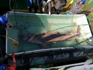 A Greenland shark in a large container, surrounded by scientists