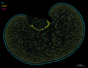 HCR for the neuromodulators Tyrosine hydroxylase (th), vesicular glutamate transporter (vglut) and vesicular acetylcholine transporter (vacht) in Octopus vulgaris optic lobe.