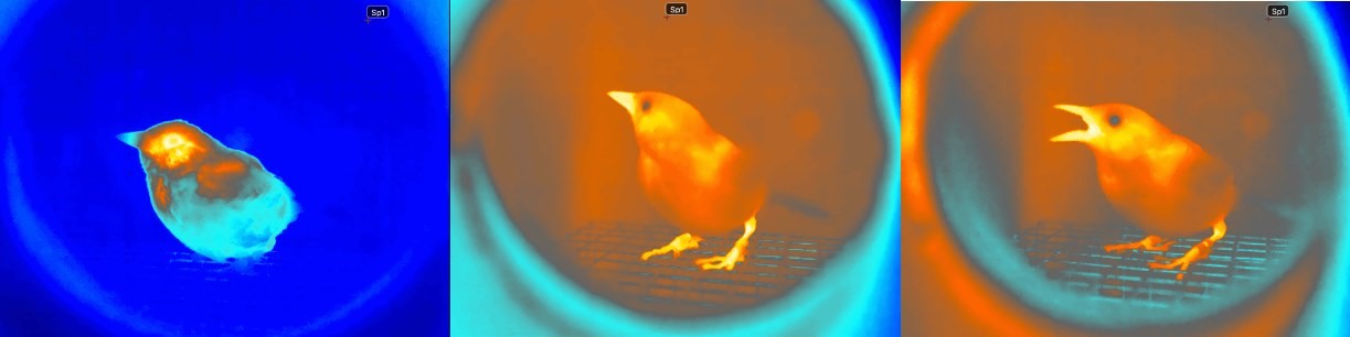 Thermal images of a sparrow