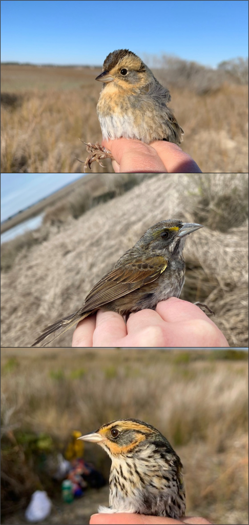 Three different species of sparrow, each photographed on the photographer's hand