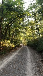 A dirt track running through woodland