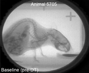 A mouse drinking while viewed via a radiograph