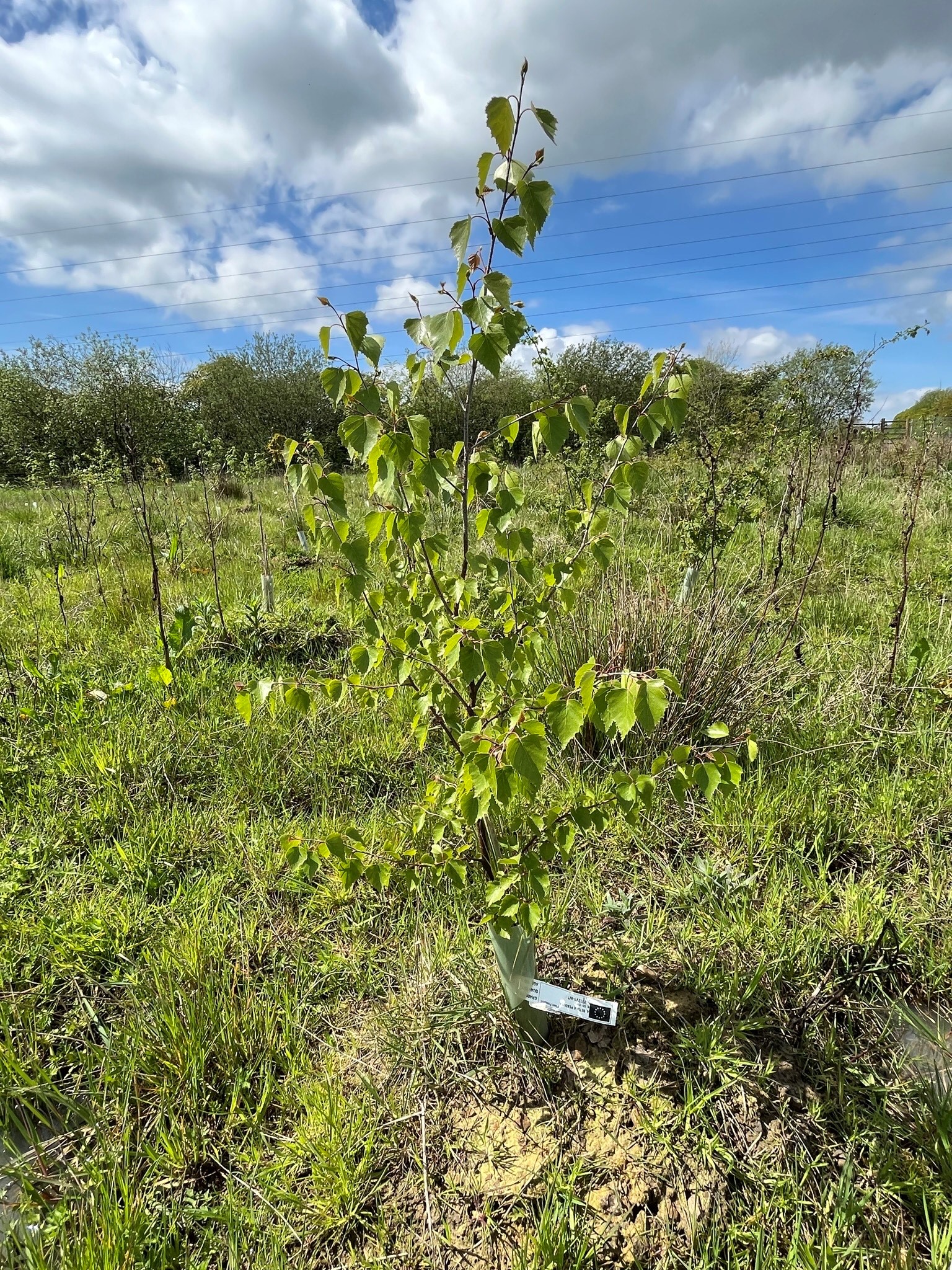 Silverbirch sapling