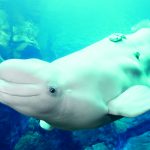 White beluga whale swimming underwater in blue-green water, with a small tracking device attached to its back.