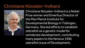 Christiane Nüsslein-Volhard - Christiane Nüsslein-Volhard is a Nobel Prize winner and Emeritus Director of the Max Planck Institute for Developmental Biology in Tübingen, Germany. She led efforts to establish zebrafish as a genetic model for vertebrate development, contributing many papers to the famous 1996 zebrafish issue of Development.