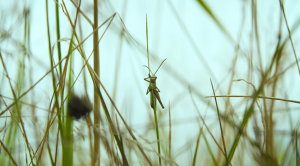 A close up image of trees/plants 