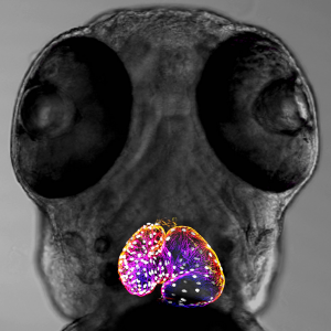 A zebrafish embryo viewed through a microscope, with the heart highlighted using fluorescence
