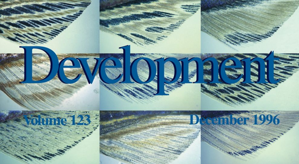 The front cover of Development's 1996 zebrafish special issue, depicting the fins of different zebrafish strains