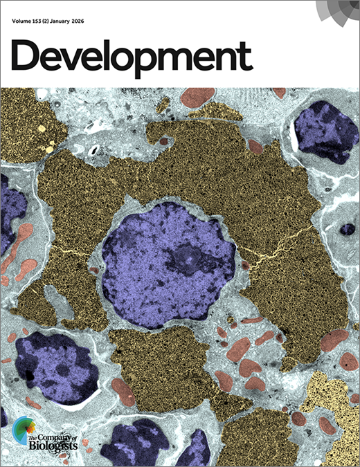 Development cover - image: electron micrograph depicting a neonatal hepatocyte densely filled with glycogen
