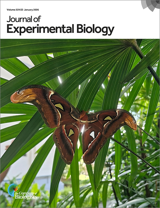 JEB cover - image: a male Atlas moth basking beneath a palm leaf