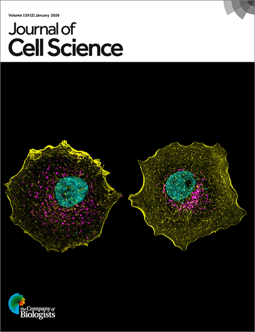 JCS cover - image: differential Golgi phenotypes in breast cancer cells