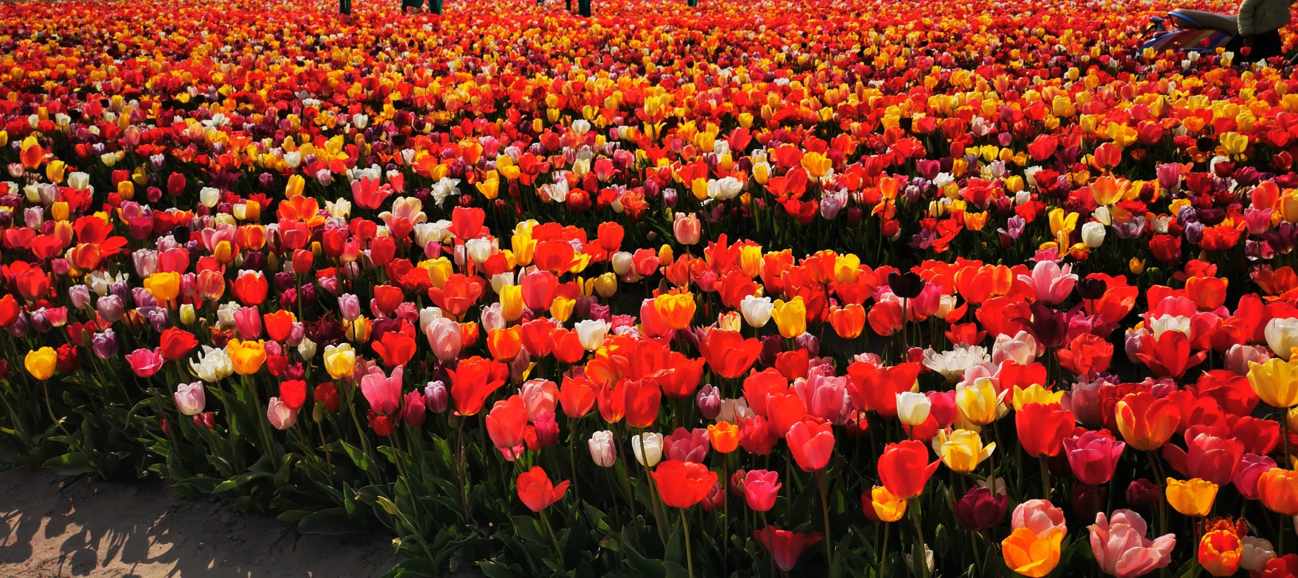 A field of red, pink, white and yellow tulips. 